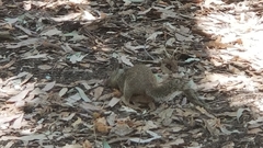 Otospermophilus beecheyi