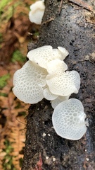 Favolaschia pustulosa