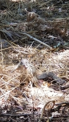 Otospermophilus beecheyi