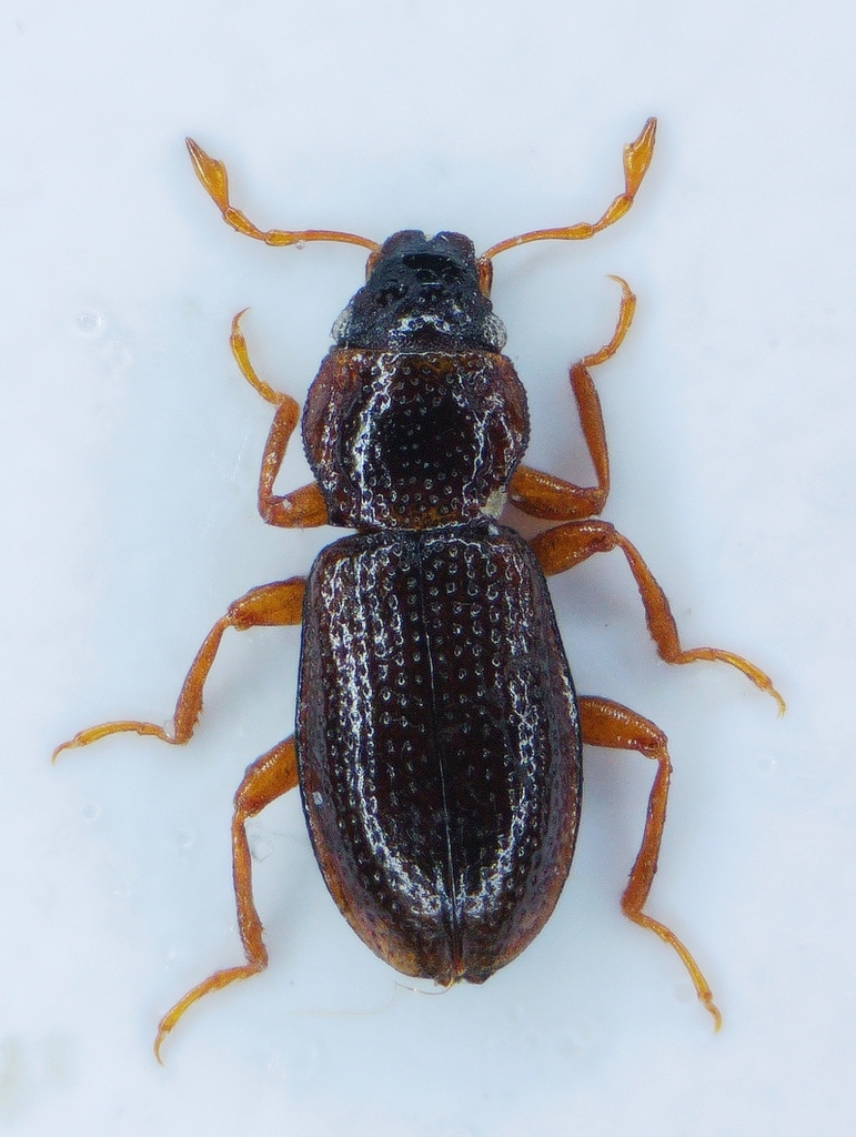 Hydraena minutissima
