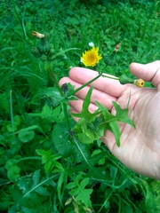 Sonchus oleraceus