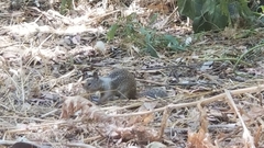 Otospermophilus beecheyi
