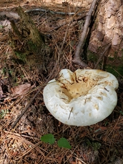 Neolentinus ponderosus