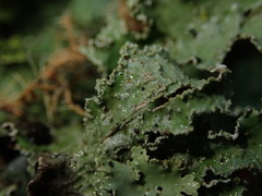 Pseudocyphellaria granulata