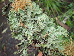 Pseudocyphellaria granulata