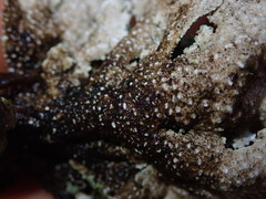 Pseudocyphellaria granulata