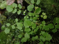 Cardamine forsteri