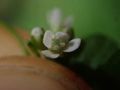 Cardamine forsteri