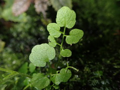 Cardamine forsteri