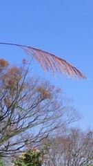 Miscanthus floridulus