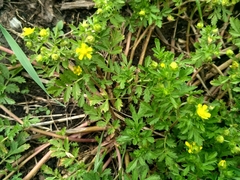 Potentilla supina