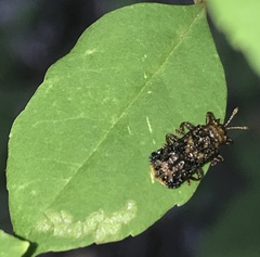 Octotoma marginicollis