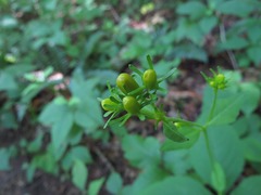 Coreopsis latifolia