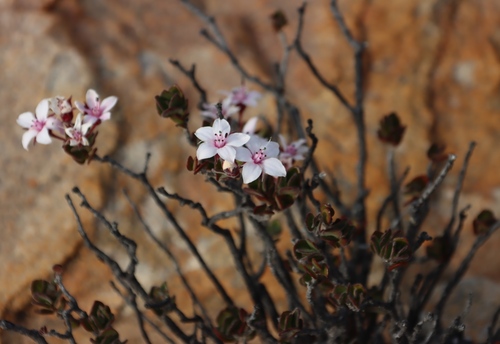 China Buchu (Agathosma adenandriflora)