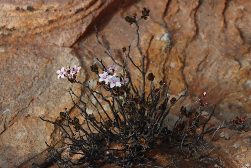 Image of Agathosma adenandriflora by (c) Tony Rebelo, some rights reserved (CC BY-SA)