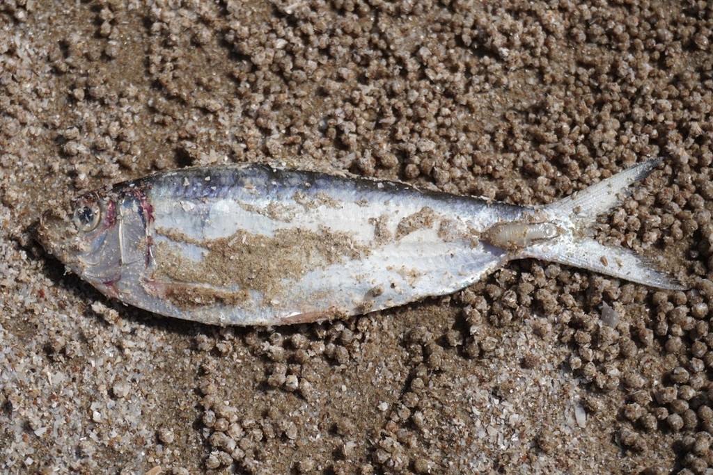 Deep-bodied sardine (Sardinella albella) — Clupeidae