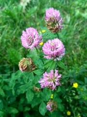 Trifolium pratense