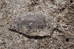 Neglected Flounder photo 3