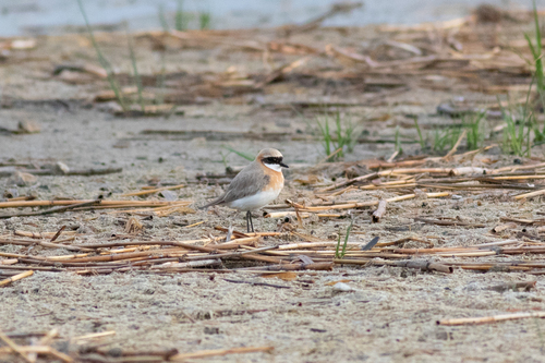 Tibetan Sand-Plover