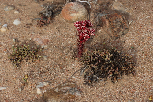 Image of Crassula alpestris by (c) Tony Rebelo, some rights reserved (CC BY-SA)