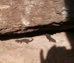 Tarentola mauritanica