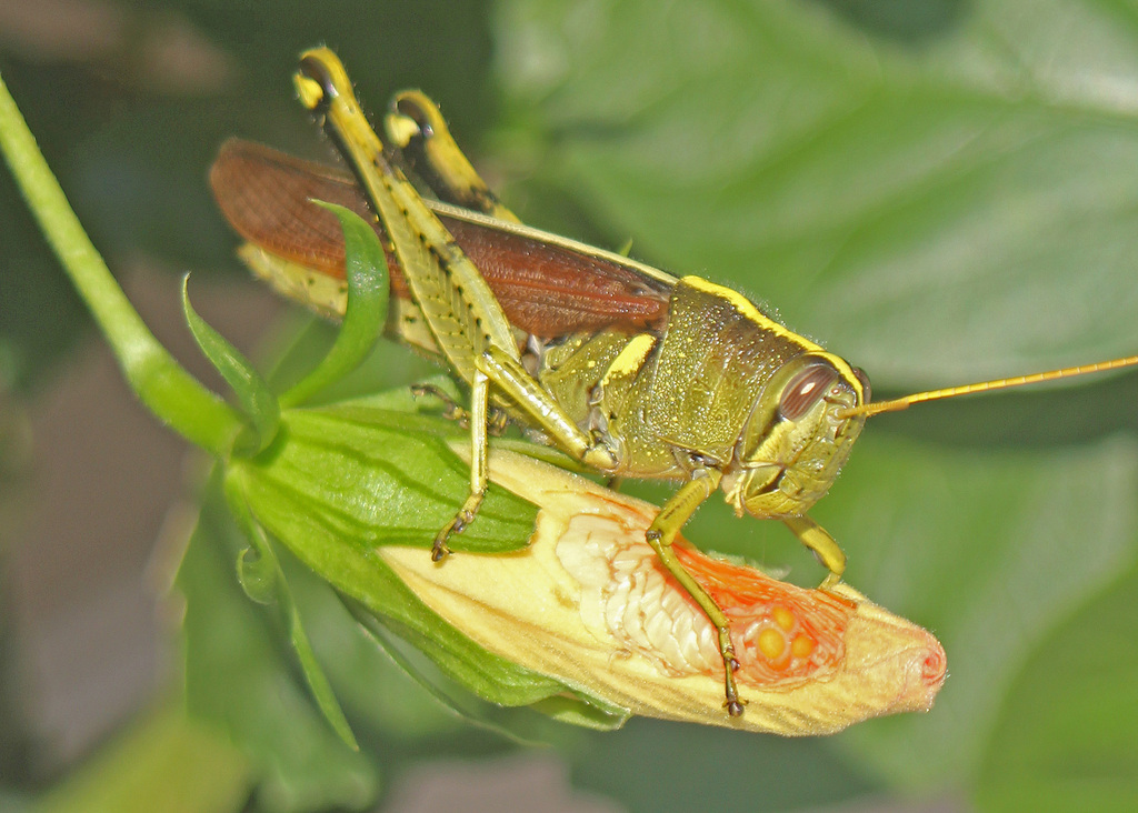 Schistocerca alutacea