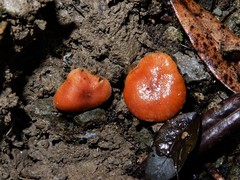 Macrocystidia