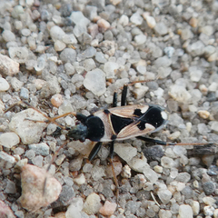 Raglius confusus
