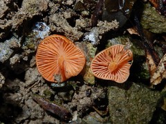 Macrocystidia