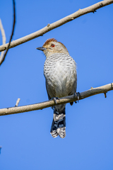 Rufous-Capped Antshrike photo 2