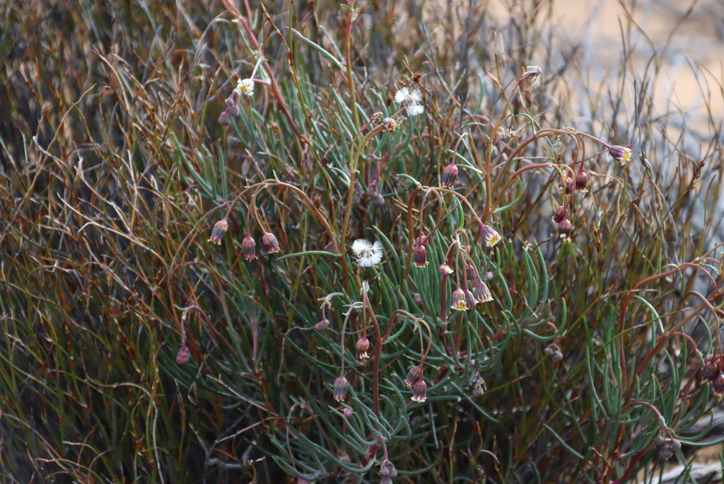 Crassothonna alba; photograph (c) Tony Rebelo, some rights reserved (CC BY-SA)