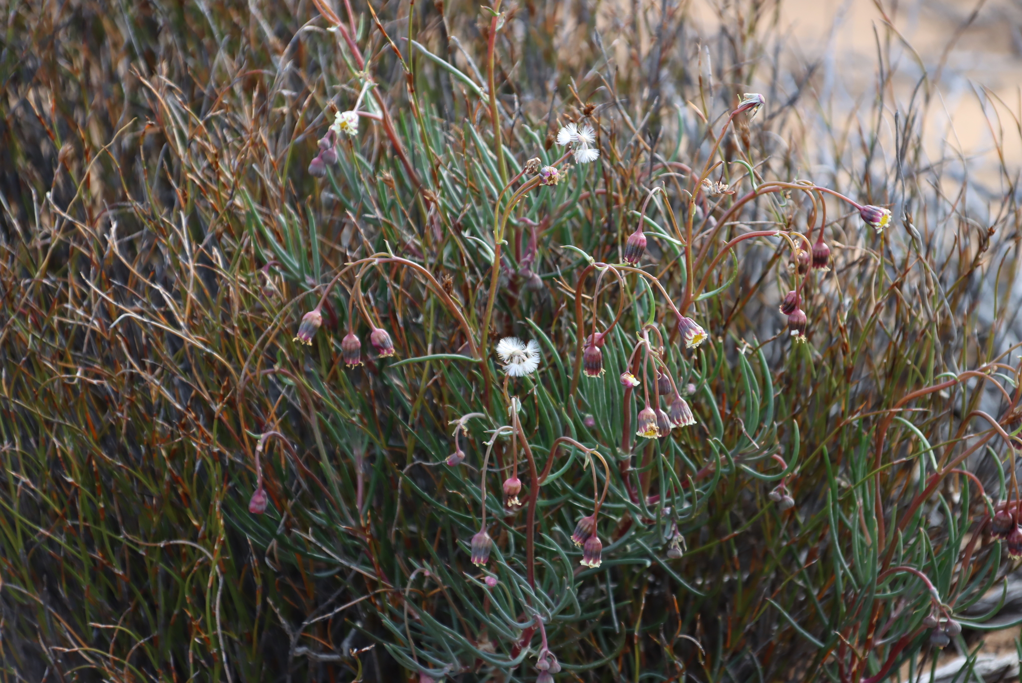 Crassothonna alba