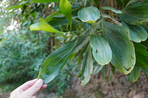 Acacia mangium observed 2024-06-05