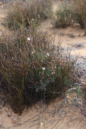 Crassothonna alba, photograph 1
