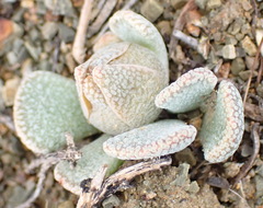 Aloinopsis spathulata