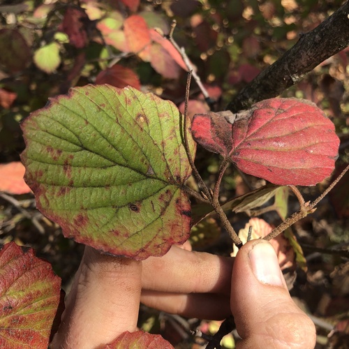 Image of Viburnum dentatum by (c) Andrew Conboy, some rights reserved (CC BY)