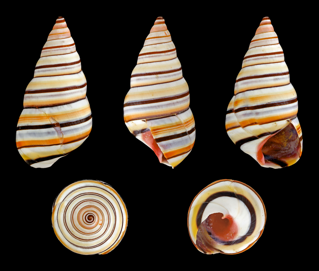 Liguus virgineus