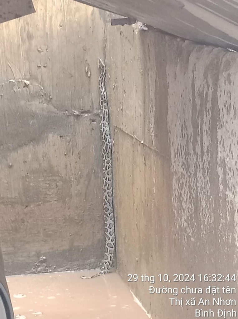 Burmese Python in November 2024 by Vncreatures. Cre: https://m.facebook ...