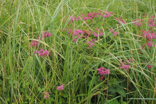 Image of Filipendula multijuga by (c) harum.koh, some rights reserved (CC BY-SA)