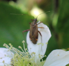 Closterotomus fulvomaculatus