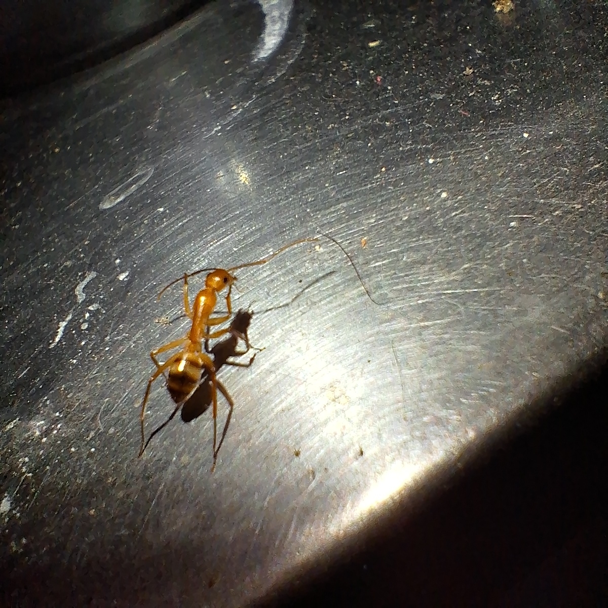 Camponotus vittatus