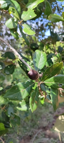 Quercus oleoides (Quercus oleoides)