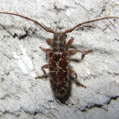 Eupogonius tomentosus