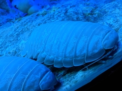 Bathynomus