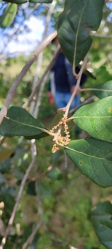 Image of Quercus oleoides by no rights reserved