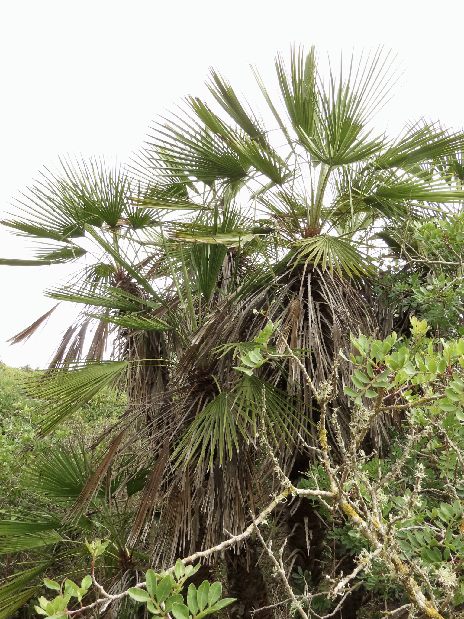 Chamaerops