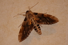Isognathus rimosa