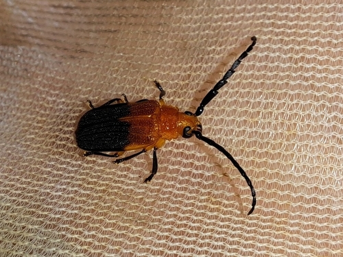 Otheostethus