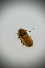 Oligomerus