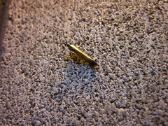 Coleophora deauratella